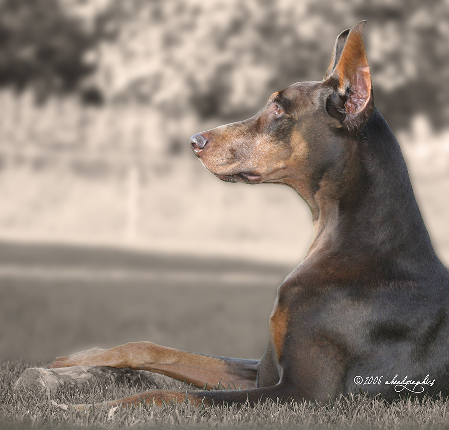 Dobes Rock1